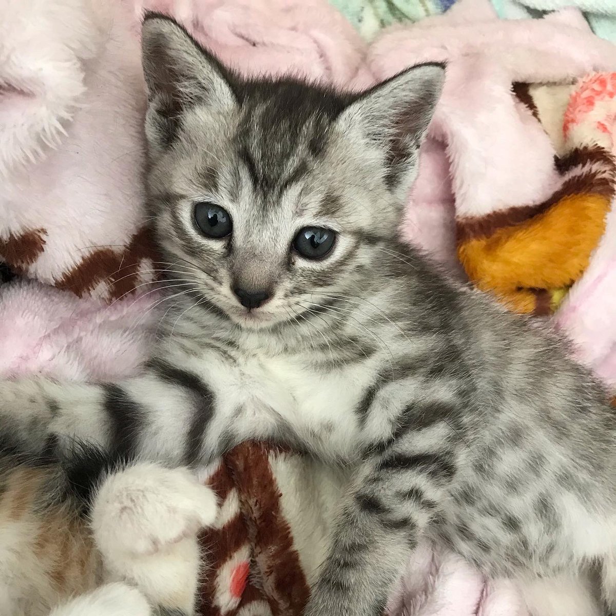 cat_ways's tweet photo. 今日も沢山の猫さんが出勤予定です✨
楽しいクリスマスイブを猫さんと一緒に過ごして
下されば幸いです✨
皆様のご来店心よりお待ちしております🌲
#クリスマスイブ🎄
#今日も沢山の猫スタッフ出勤予定です
#保護猫カフェ
#Cways
#予約をおすすめします
#夕方がとてつも無く空いてておすすめ https://t.co/xA5ZF4jTJD