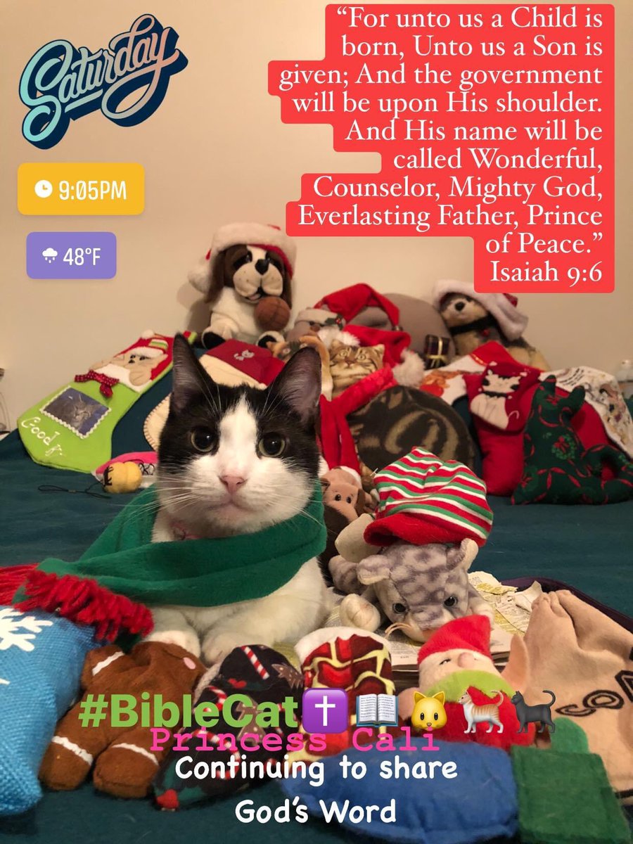 njjcgirl's tweet photo. BibleCat✝️📖🐱🐈
#BibleCat
#JesusLovesYou
#2daysuntilChristmas https://t.co/aEDdVqH3tr