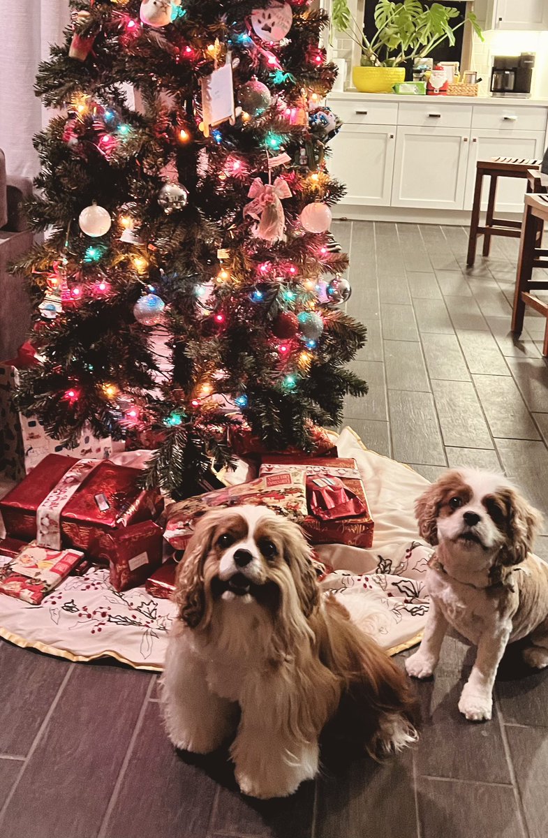 Merry Christmas Eve Eve from Oliver and Logan. <a href="/Ollie_P_QT/">TheBlenheimMenaces</a>