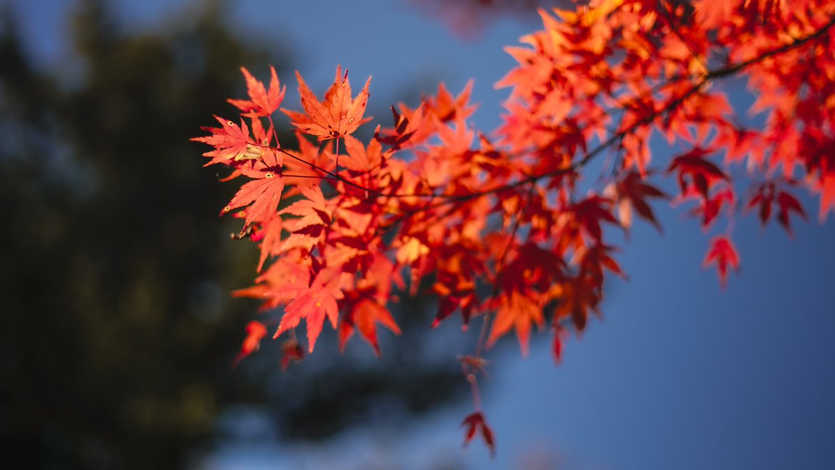 kiyo__design's tweet photo. もう今年もあと1週間🫠
あまりツイート出来��ませんが情報収集として結構眺めてはいます🤣

今も変わらずとあるサービスのデザインをしたり、デザインしたものを一部実装したりなどしてます!!

デザイナーとしての先輩が居ない環境ですが、周りの方に沢山見てもらってなんとか頑張ってます😂 https://t.co/RwjK0LwEuh