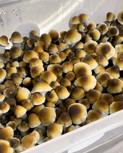 In case you didn’t know- magic mushrooms have diverse medicinal applications. From easing anxiety to offering comfort for terminal illnesses, these natural wonders are making waves in healthcare. What’s one way you’ve seen magic mushrooms help others?