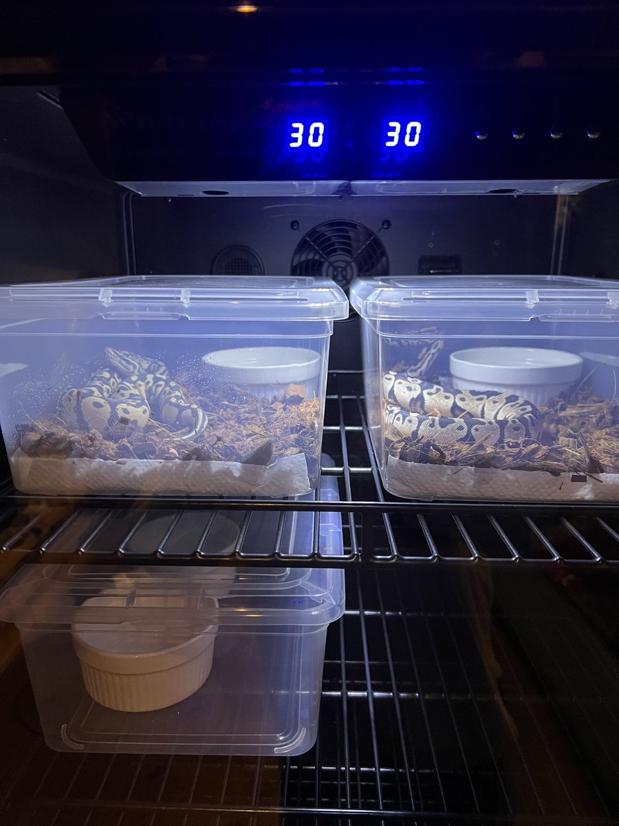 待ちに待ったインキュベーター
理想の飼育環境&amp;スタイリッシュで最高〜

#DEUReptiles
#インキュベーター