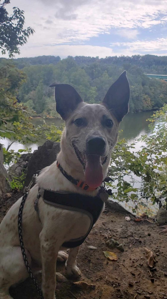 Apollo is on his 3rd surgery in the past couple years to fix some ACL problems. He deserves to be back out exploring the mountains with us. I love what <a href="/NICKMERCS/">Nickmercs</a> is doing with the #joejoefund and I'd appreciate if you guys could rt/favorite/reply for me :)