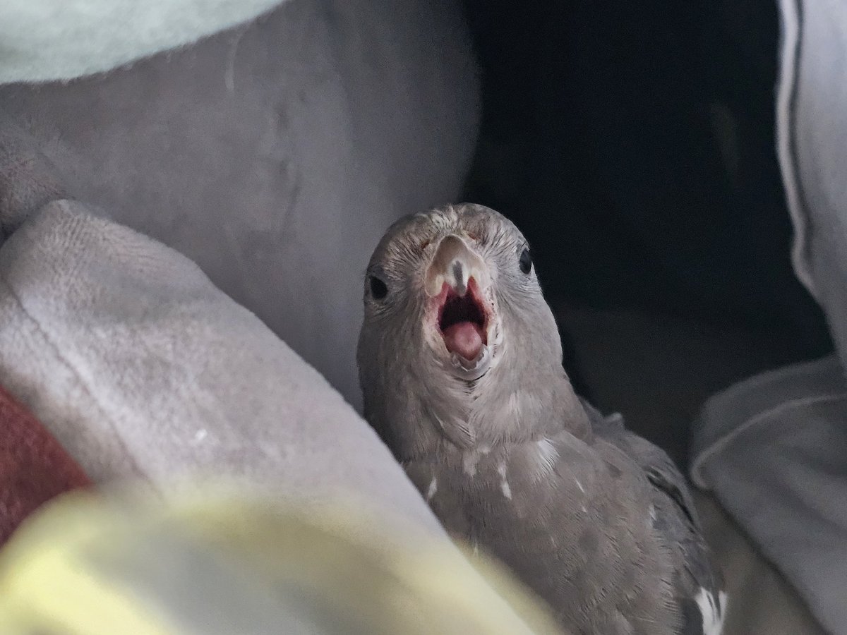 지둥지 라고 사나운 김동식 

내이불인데