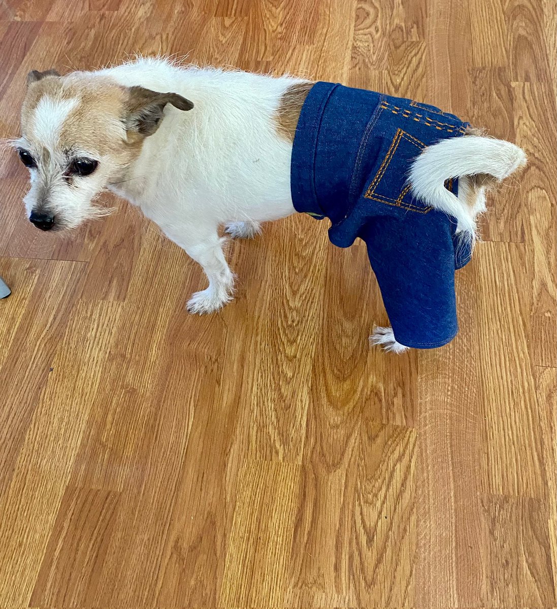 personifiedbeat's tweet photo. Dogs with pants 🫠👖👖

The most suave dogs on Solana. $PANTS 🫡🫡🫡 https://t.co/7dX9HY2i8u