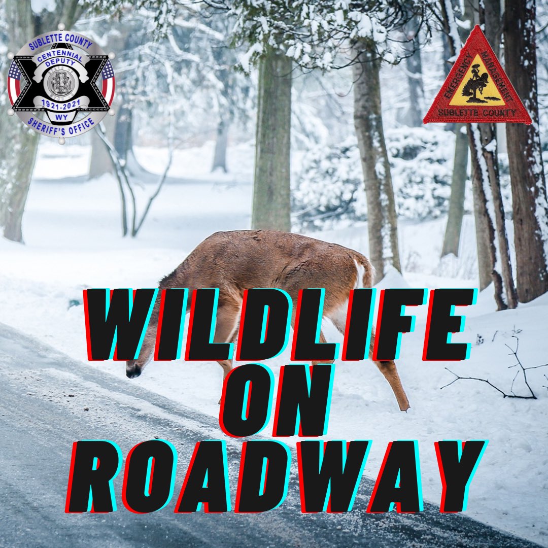 SheriffSublette's tweet image. 12/23

This time of year many wildlife are migrating and hanging around near roadways. Please SLOW down while traveling especially at night. In recent weeks many animals have been hit by motorists and recently multiple just North of Marbleton. Slow down and give em a brake!
