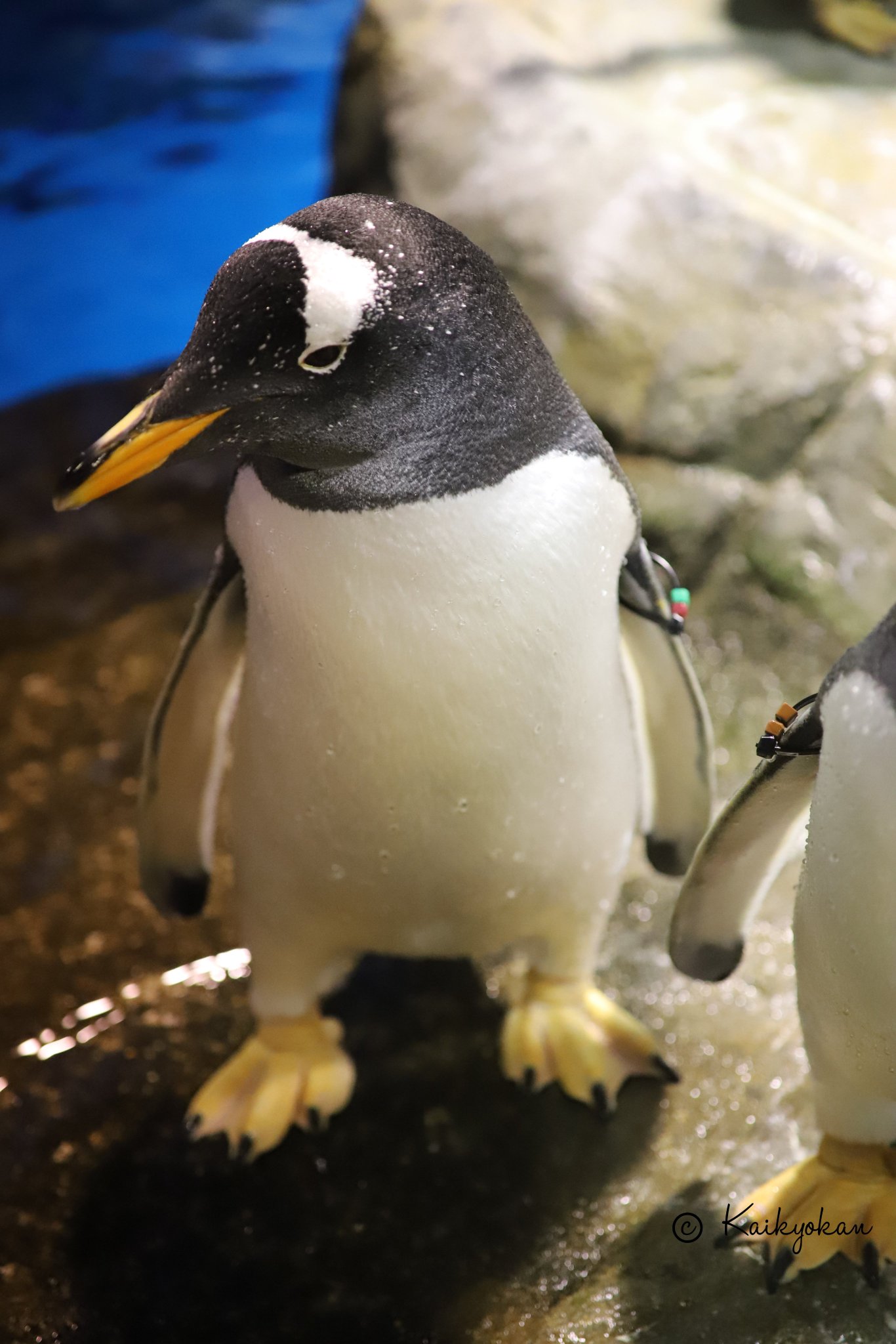 しものせき水族館「海響館」公式 on X: しものせき水族館「海響館」公式 on X: