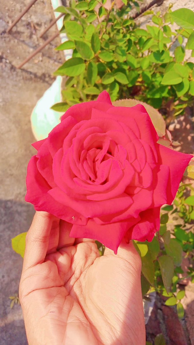 ekk_____Rahasya's tweet photo. 🌼#दिसंबर__की__सुबह🌼
आखिरी दिसंबर में सहेज कर रख ली है मैने अपनी खुशियां...!!
~अनन्या🦋
#lastdecember
#2023lastyear https://t.co/rl8QWtUbLu