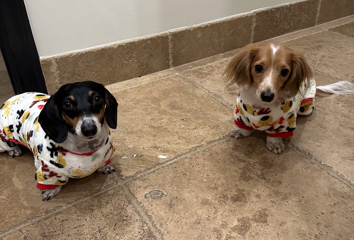 ClarkNano's tweet photo. Holiday cheer: puppies in pjs. Please note Hilo’s ridiculously short legs ❤️❤️❤️ https://t.co/awl9X3VzHe