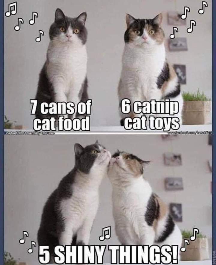 If cats could sing. 🎵🎼🎶

Cute! 😻🎄🎅

#Christmas #cats #12DaysOfChristmas