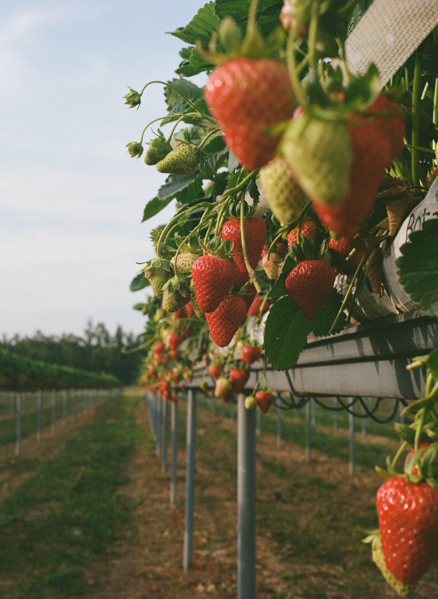 Summer Strawberries
📸#Bronicaetrs
🎞#KodakPorta400
<a href="/Garsons_Esher/">Garsons - Esher</a>
#film #porta400 #kodak
#120mm #120film #colourfilm #garsons #garsonfarm #kodakfilm #filmisbetter #strawberries
#filmisnotdead #filmisalive 
#believeinfilm #thefilmcommunity #analogcamera #filmphotography #color
