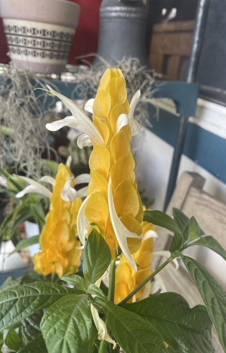 BackyardBiome's tweet image. Pachystachys Lutea, The Golden Lollipop plant native to Peru. Gifted to my Mum for Christmas 😊