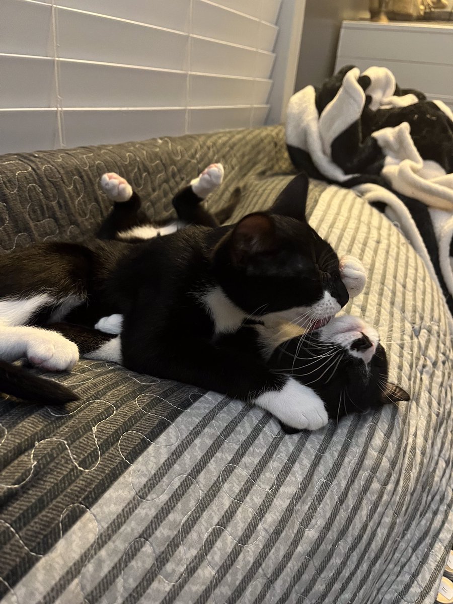 DebiePritchard's tweet photo. #Caturday 
Frankie and Felicia https://t.co/LGXuTJ7tQD