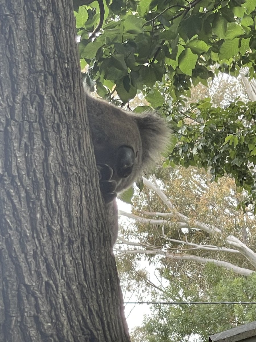 A christmas eve visitor to the garden.