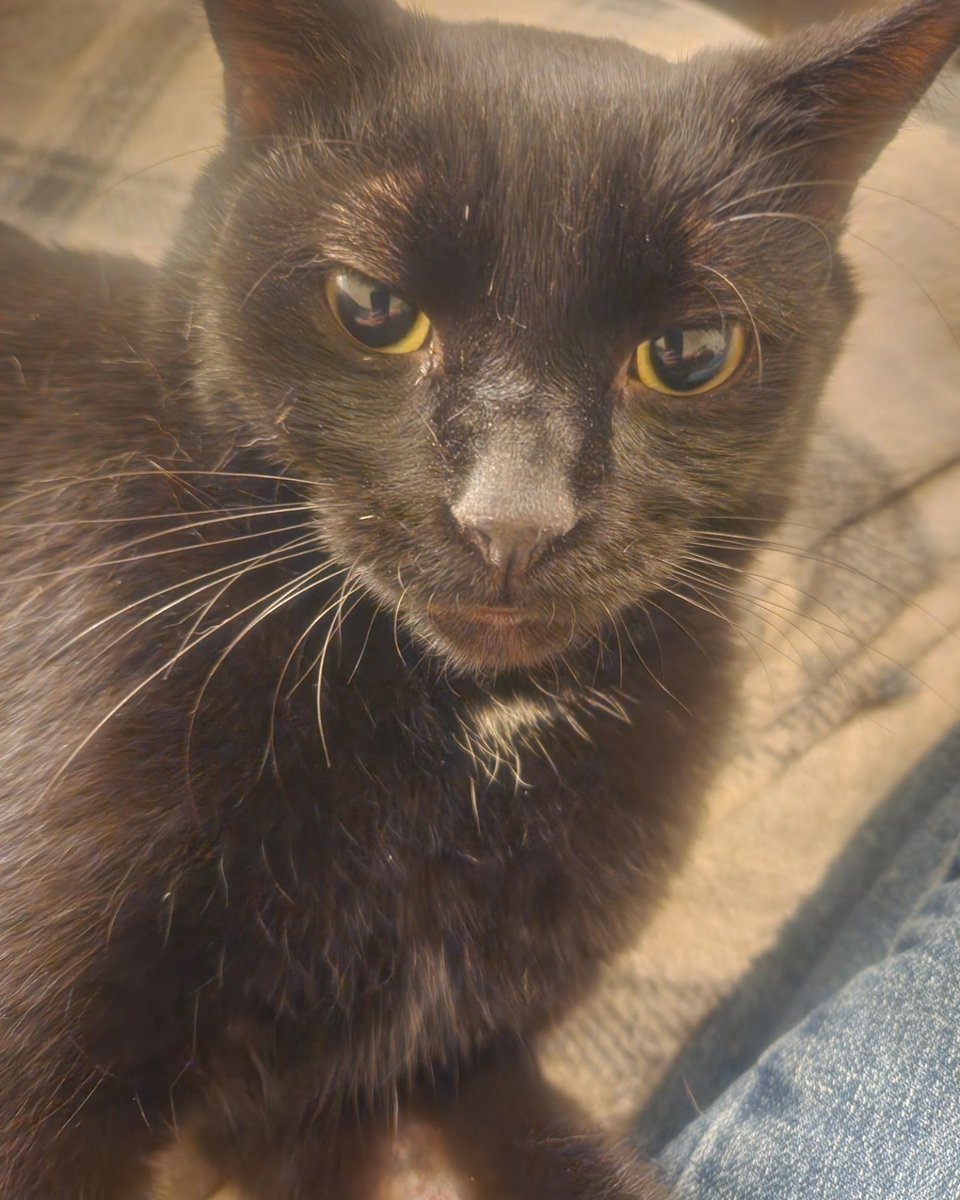 RileyPDawg's tweet image. Marty enjoys coming up on the couch and hanging out with me and Paris. He wouldn't at first, but he's slowly coming around to the concept. He also loves to play, then immediately back to cuddles. He's a sweet little void #blackcat #voidkitty #void #housepanther #catdad