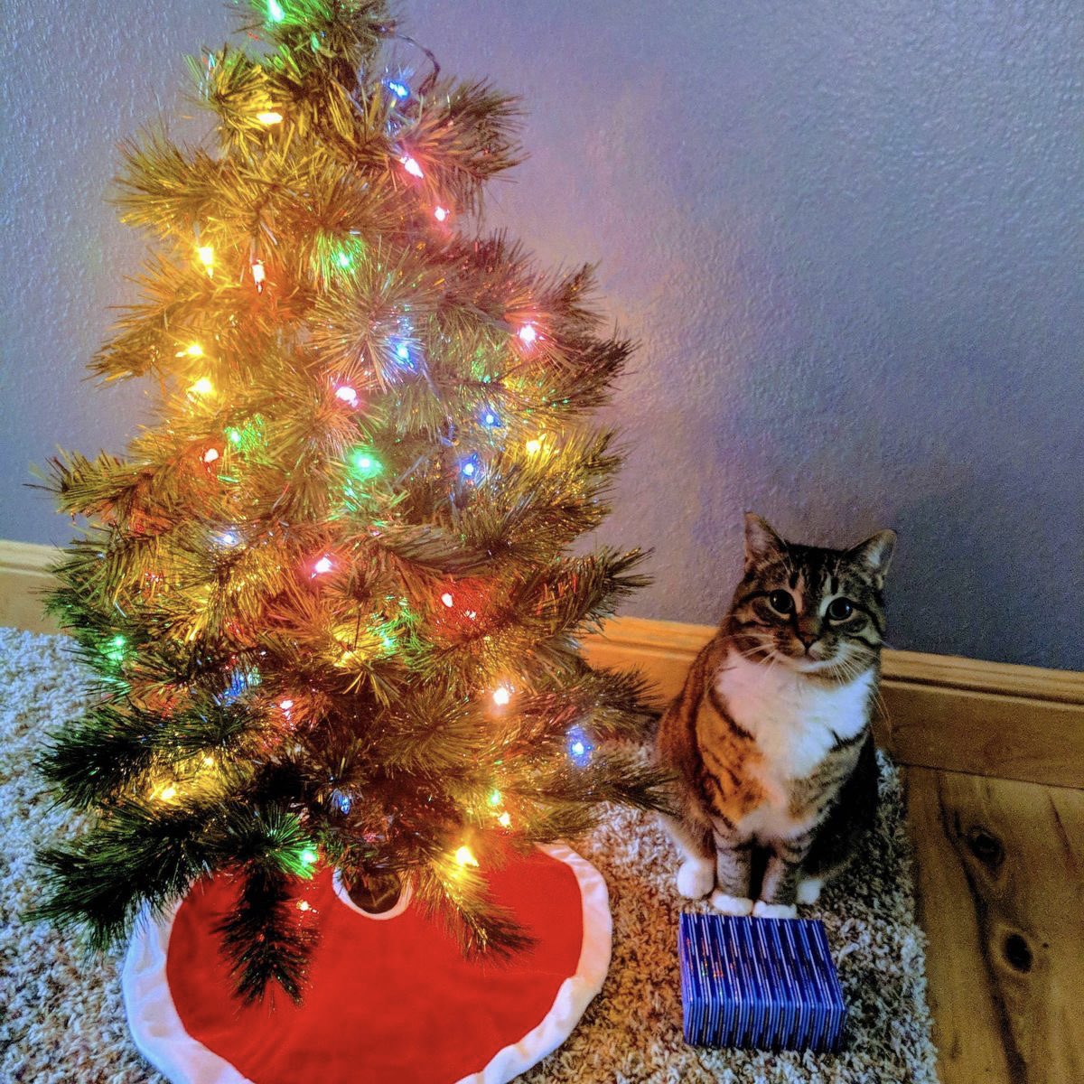 lee know as cats 🐱 (@linoascats) on Twitter photo 