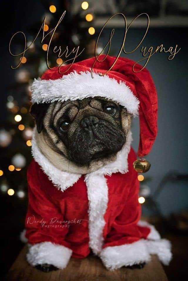 Perfect shoot 🥰🥰 #puglovers #pugsnotdrugs #dogstagram #instadog #pugfamily #pugtwitter #pugx
