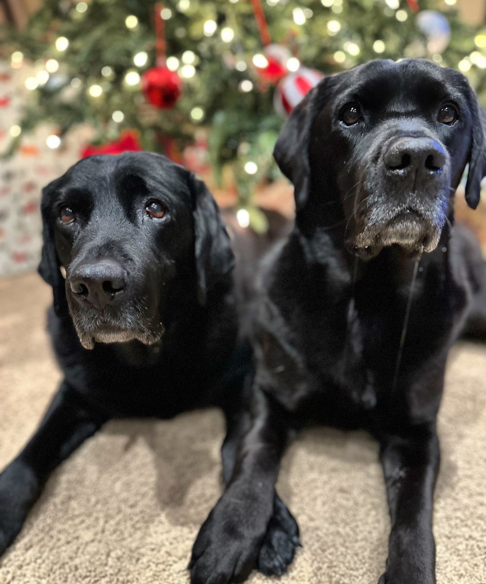 PADSk9Merlot's tweet image. Happy Christmas Eve Eve!  #SantaPaws  #nicelist #Christmas #merlot #padschanel #dogs @PADSdogs  @reginapolice