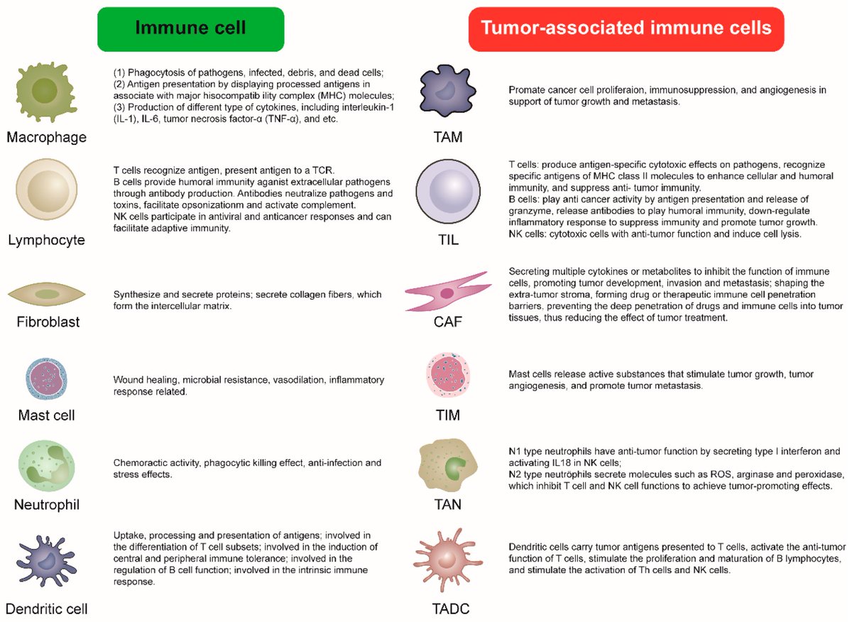 Ran across this fantastic figure in a paper that I’d like to share. I know next to nothing about this immense topic, but still fascinating. #PathTwitter #PathX #cancerbiology #tumormicroenvironment 

doi.org/10.3390/cancer…