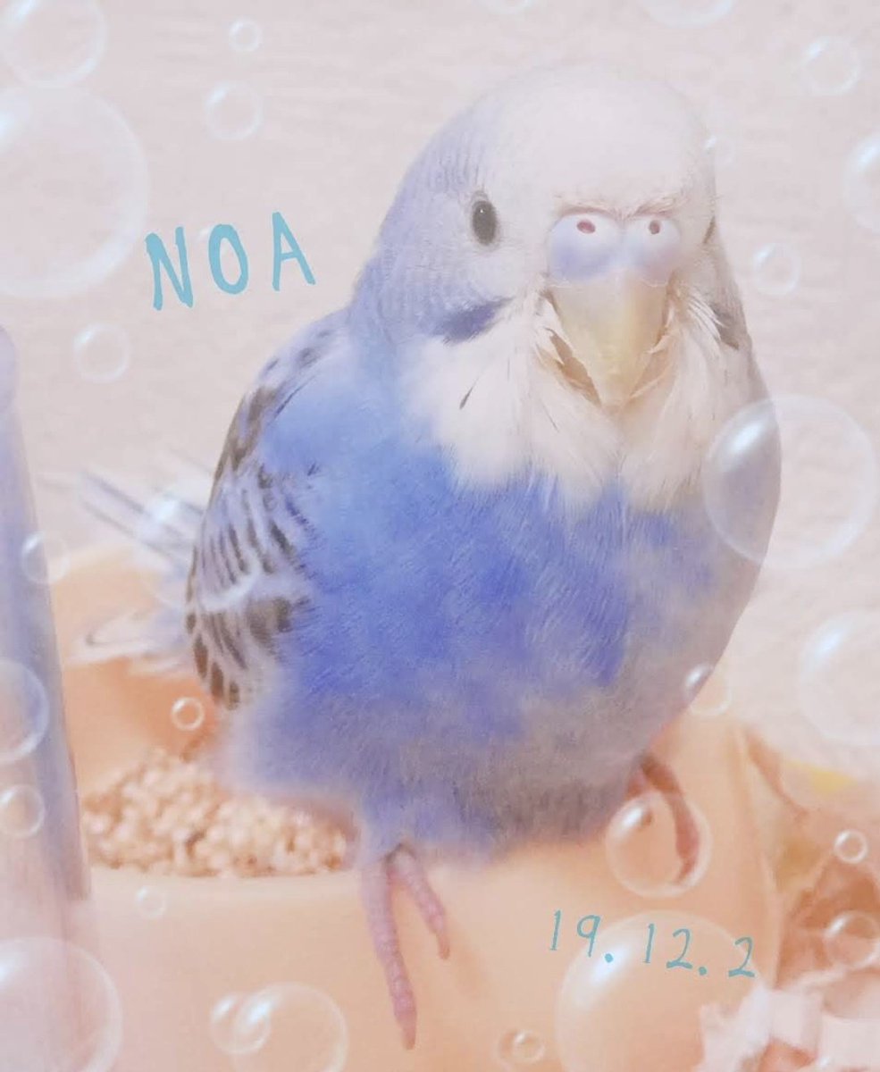 umauma1217's tweet photo. ブルーのインコに会いに戸田まで行っています！可能性は低いけど…
1％でも可能性があるなら！！！ https://t.co/C7hRsqtWo1