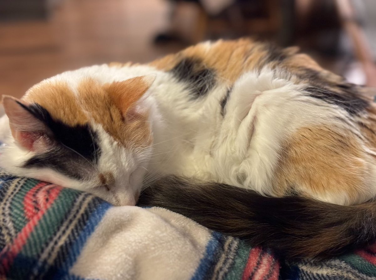 gh0sty251's tweet photo. Had to say goodbye to this amazing fur baby today 😭❤️😩 https://t.co/Kyom23OaF7
