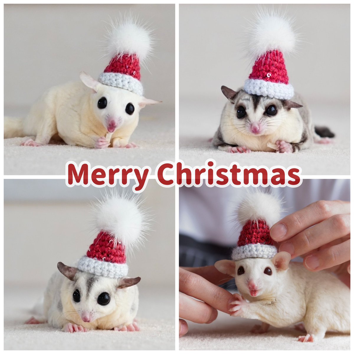 animaria1208's tweet photo. Happy holidays, everyone ☺️❤️
#Mariaの飼育日誌 #フクロモモンガ https://t.co/pUvuf7LH6t