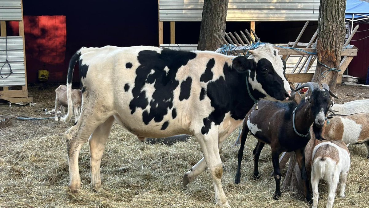 01_Farming's tweet photo. I also have cows and goats in my homemade farm https://t.co/QSfSVv4BGW