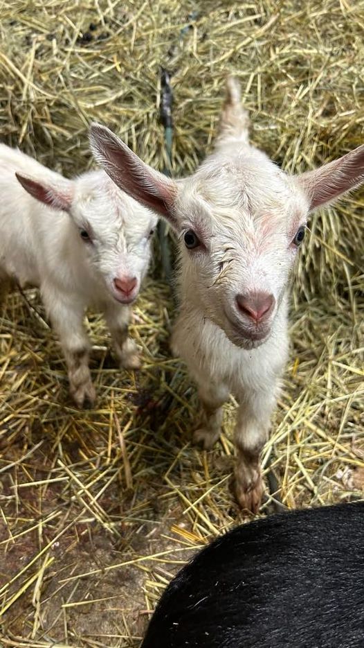 01_Farming's tweet photo. First Time i ever got these babies. So they are so young🐐🐐 https://t.co/fp1sBZZkZk