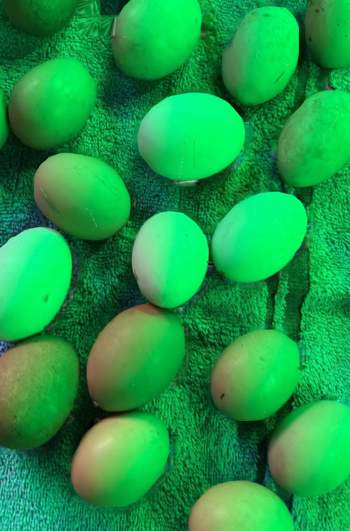 01_Farming's tweet photo. Homegrown 🍈 https://t.co/NUz7s9ihsf