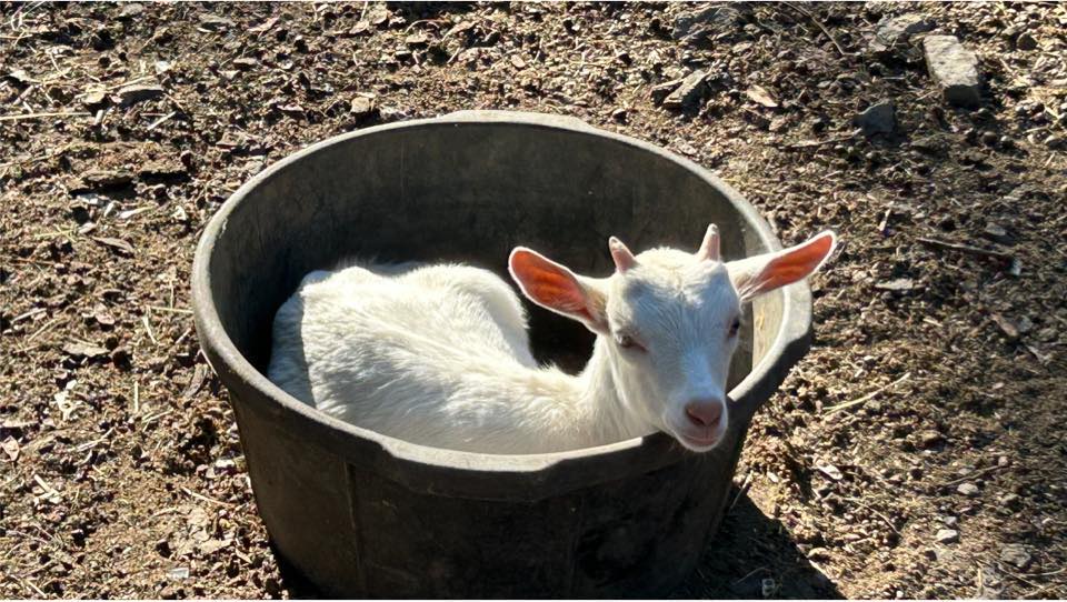 01_Farming's tweet photo. This goat is just chillin in the bucket like what is going on bro hahaha 😂 https://t.co/3RUd1Csi8z