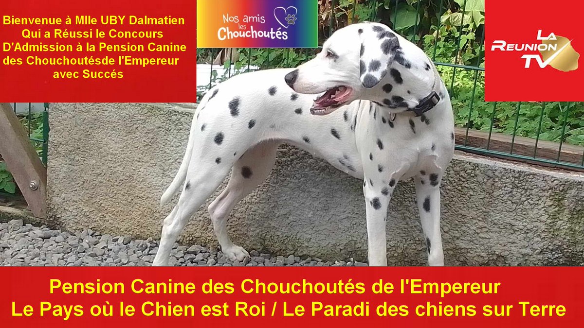 🐶Pension Canine / Féline des Chouchoutés de l'Empereur 🐱
🤴Le Pays où le Chien est Roi, le Paradis des Chiens sur Terre🫅
🏡Chambre Individuel de 15 m2, avec cour de 8000 m2 🎄
🌳se situant dans la fraîcheur des hauts du Guillaume Saint-Paul 
à 900 mètre d'altitude🏞