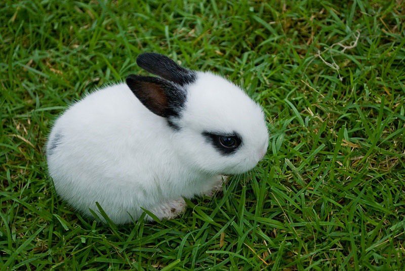 triplespets's tweet photo. kotone bunny
#tripleS #tripleSpets https://t.co/fWujNMtQzd