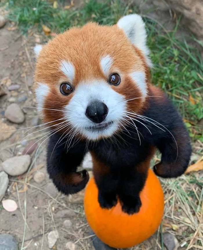 triplespets's tweet photo. seoyeon red panda
#tripleS #tripleSpets https://t.co/PA8BfTwYDM