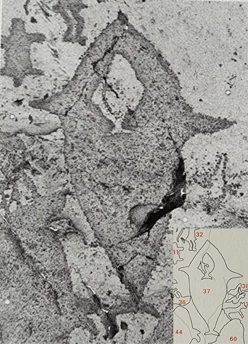 my_k_history's tweet image. ‘반구대 암각화’는 1971년 12월 24일, 크리스마스 이브에 발견되었습니다. 

커다란 바위에는 수많은 고래가 한꺼번에 어디론가 떼 지어 헤엄쳐 가는 풍경이 새겨져 있습니다. 

aladin.kr/p/YQ4TU