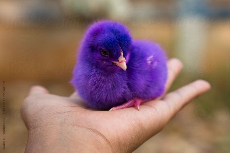 triplespets's tweet photo. xinyu purple chick
#tripleS #tripleSpets https://t.co/zP3T9GrO3D
