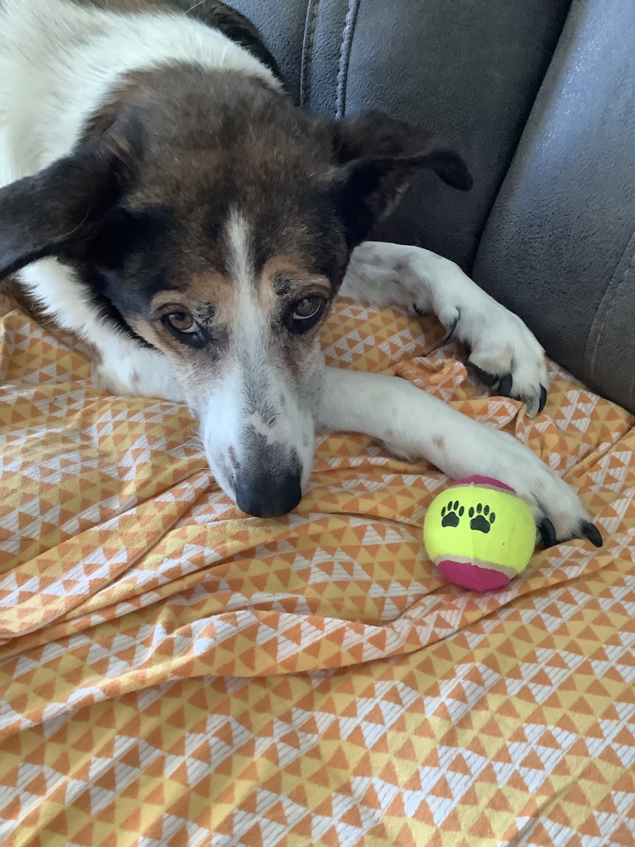 Hi frens. Late this afternoon i took a real bad turn. I has gone over the 🌈 bridge. M &amp; d stay wif me till me got there i am now on da other side. So many frens were there waiting fur me. Me thanks everyone of u fur bein mine fren &amp; showin me so much luv.  Till we meets again 😘