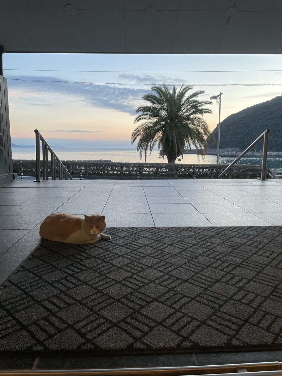 sanyouso's tweet photo. 三陽荘看板猫🐈 https://t.co/N0GxTR0xwC