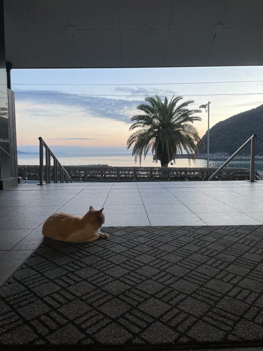 sanyouso's tweet photo. 三陽荘看板猫🐈 https://t.co/N0GxTR0xwC