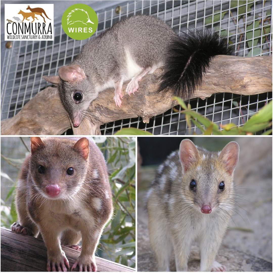Quolls and other #Aussie #carnivores are coming to Conmurra! 

Through funding from <a href="/WIRESWildlife/">WIRES</a> through the National Grants Program, Conmurra will be building a #conservation &amp; rehabilitation centre to breed &amp; care for threatened quolls, phascogales, dunnarts &amp; antechinus.