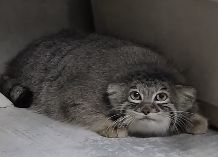 higashiyamapark's tweet photo. 【新着のお知らせ】マヌルネコが来園しました

以下のURLよりご確認いただけます。
https://t.co/tjMH5Q8VPB

#東��動植物園 #新着のおしらせ #マヌルネコ https://t.co/DB6z4y4ZrG