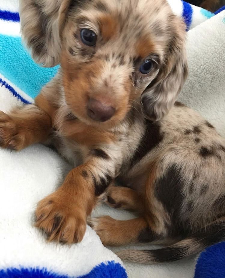 triplespets's tweet photo. yooyeon really cute dog
#tripleS #tripleSpets https://t.co/W8RkFDXKfm