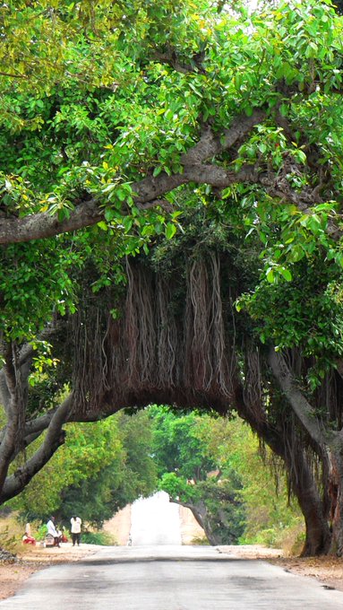dht_1350dffghb's tweet photo. Banyan trees canopy and root over local road https://t.co/A6NP6z6mM3