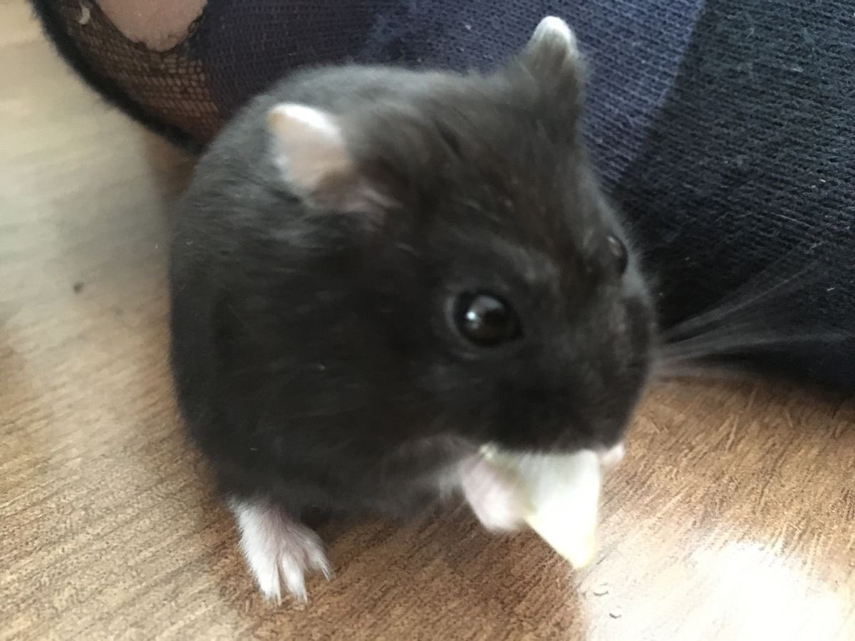 triplespets's tweet photo. yooyeon hamster
#tripleS #tripleSpets https://t.co/b7WYJgTJoU
