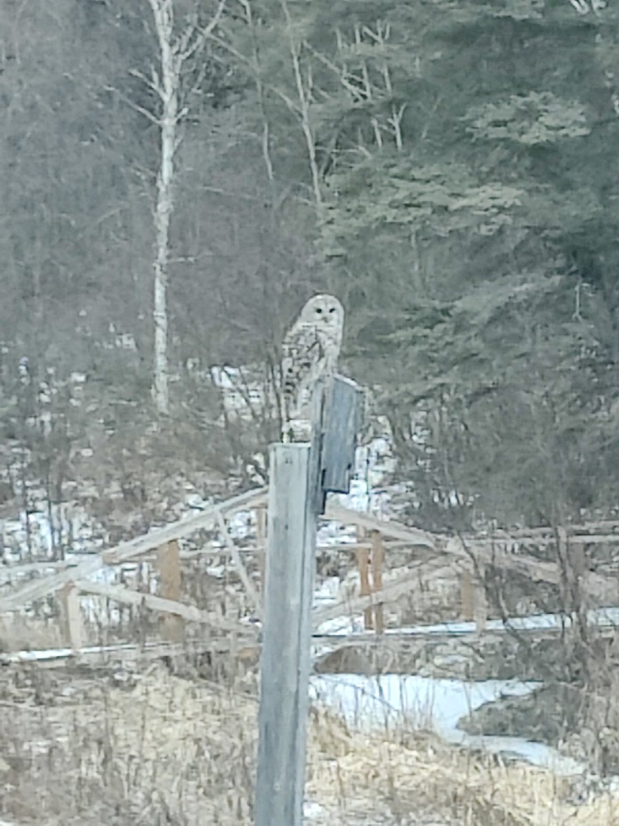 CrimsonDankness's tweet photo. @alltheblueroses Had a visit from this owl today https://t.co/a1lMe2DmKC