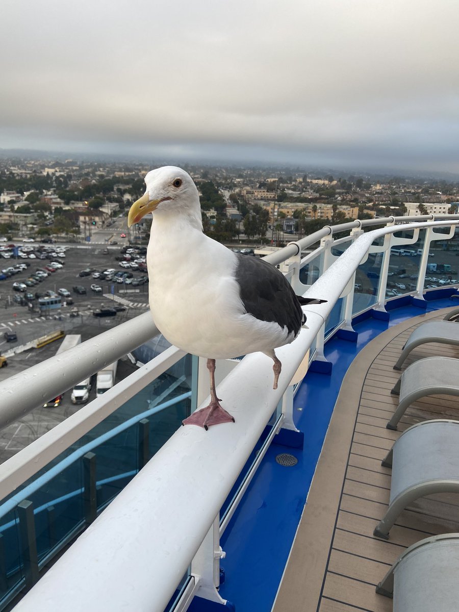 Today I met a 1-legged seagull whom I decided to name Gilbert. It just sounds like a fitting name to this bird. Despite life’s misfortune, it carries a tone of happiness. Merry Christmas 🎄 Gilbert. Who needs legs anyways when you have the entire sky!