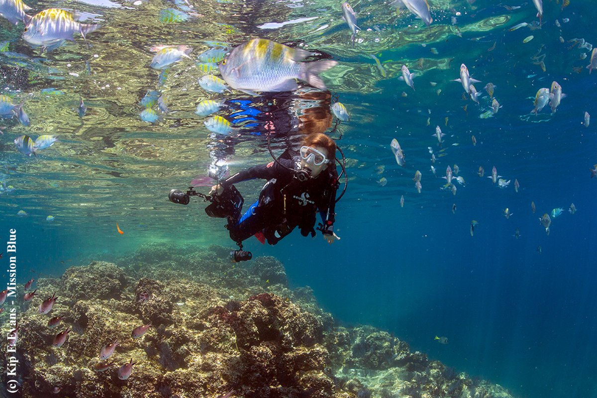 We need to treasure wild animals in the sea because of their role in maintaining the planet. The ocean governs climate. The ocean shapes planetary chemistry.