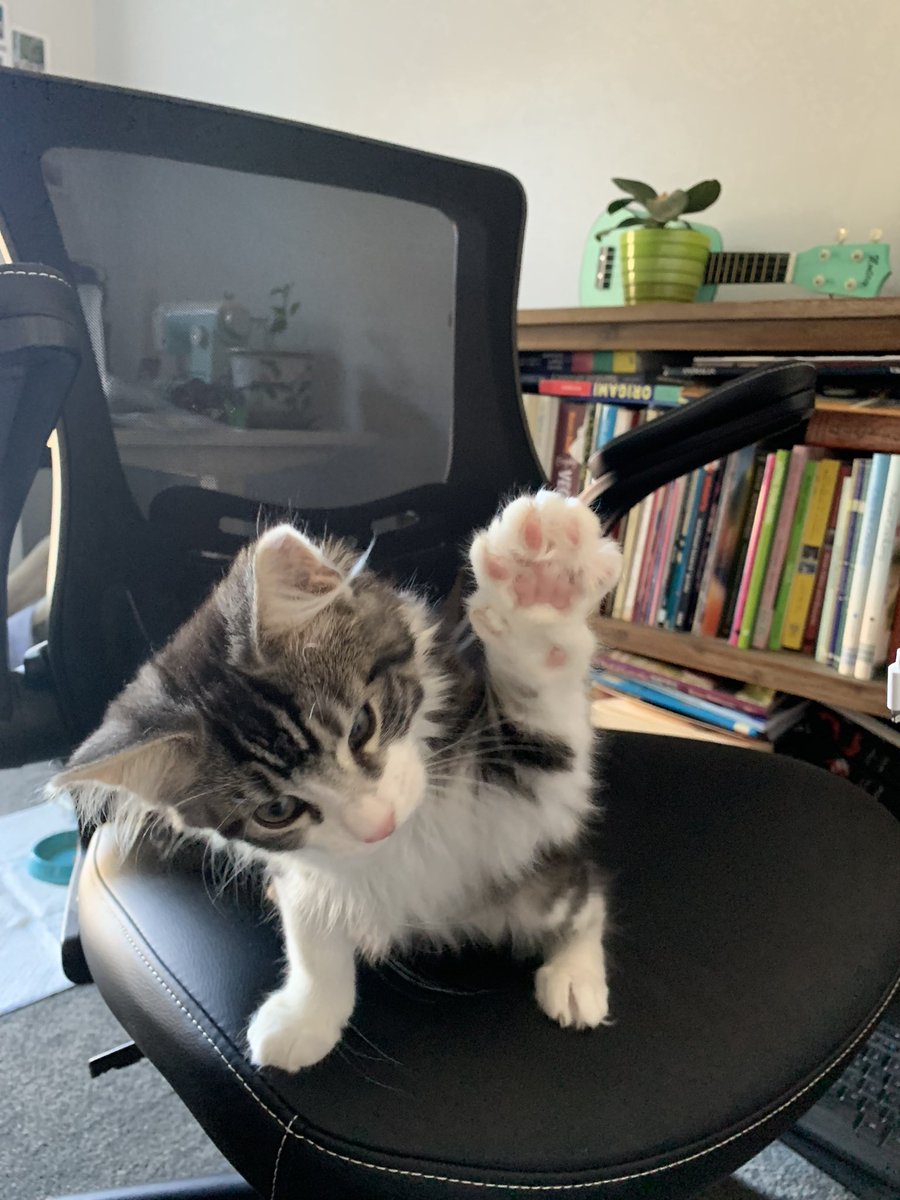 loosh404's tweet photo. My new babies Mochi and Miso <3 https://t.co/j4IDzluUNZ