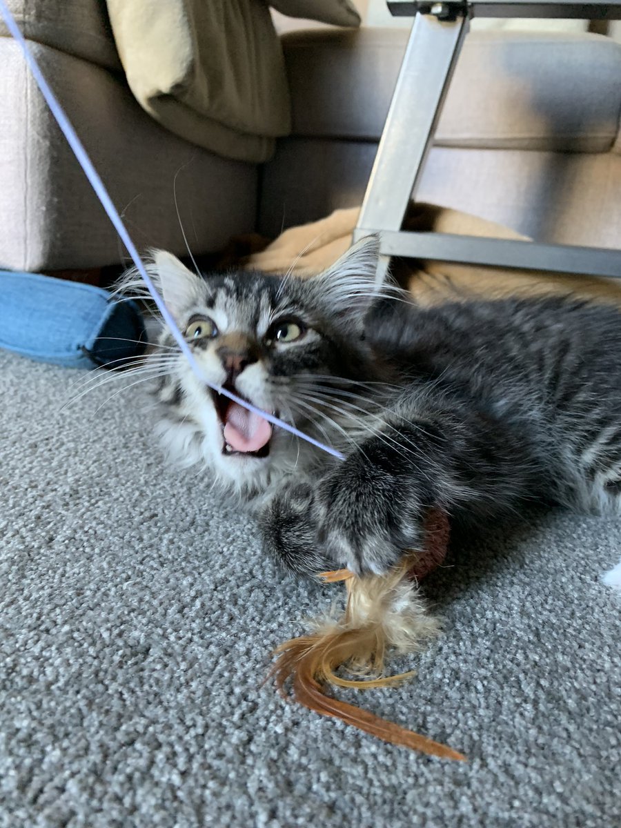 loosh404's tweet photo. My new babies Mochi and Miso <3 https://t.co/j4IDzluUNZ