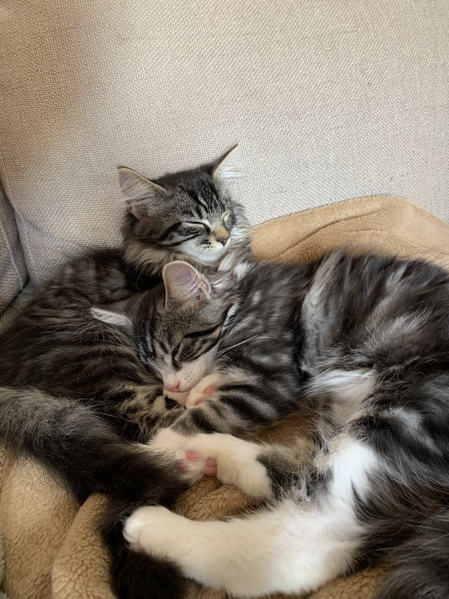 loosh404's tweet photo. My new babies Mochi and Miso <3 https://t.co/j4IDzluUNZ