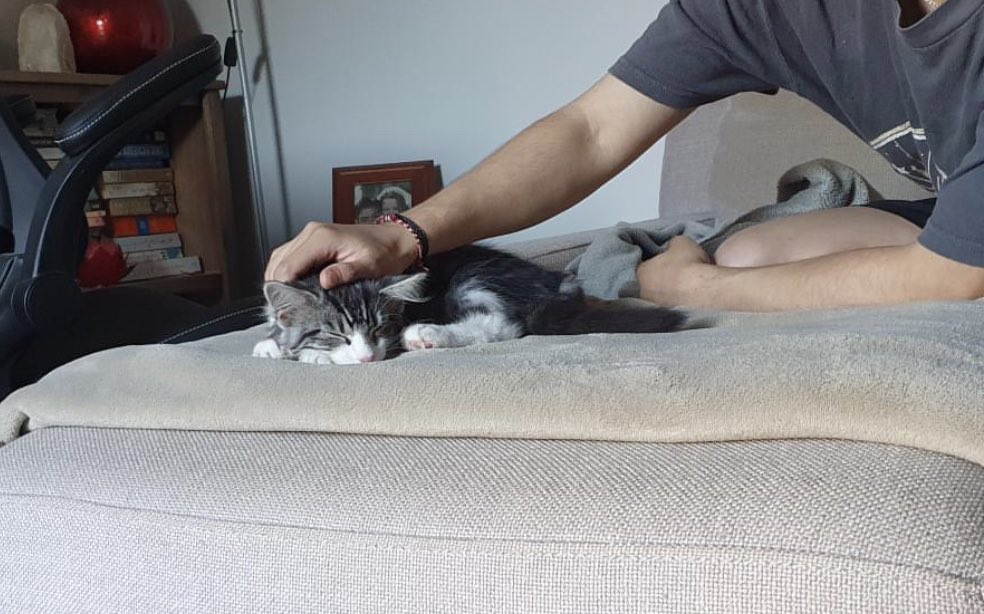 loosh404's tweet photo. My new babies Mochi and Miso <3 https://t.co/j4IDzluUNZ